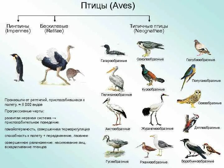 Костные птицы примеры. Класс птицы систематика. Биологическая систематика птиц. Систематика птиц таблица. Типичные птицы представители.