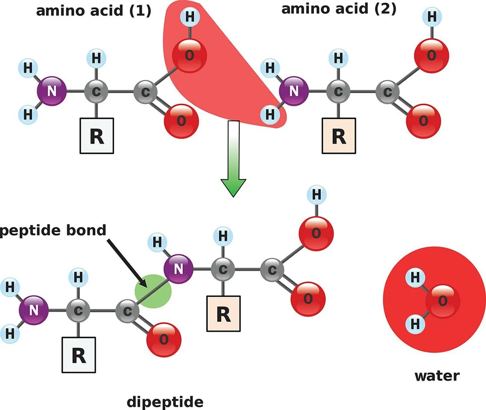 Образование первой пептидной связи. Схема пептидной связи. Механизм образования пептидной связи в белках. Пептидная связь аминокислот. Схема образования пептидной связи между двумя аминокислотами.
