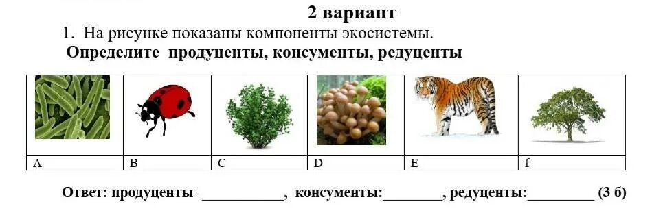 Какое из следующих утверждений справедливо для продуцентов. На рисунке показаны компоненты экосистемы. Продуценты консументы и редуценты это. Продуценты это в биологии. Картинки продуценты и редуценты.