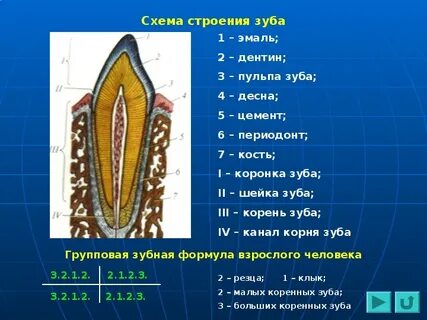 Каково внешнее и внутреннее строение зуба