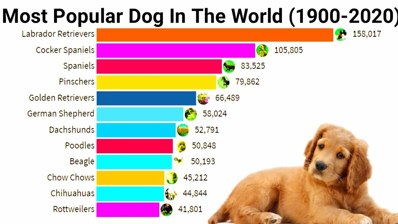 Статистика самых популярных пород собак. Популярность пород собак. Самая популярная порода собак в России статистика. Самые распространенные породы собак.