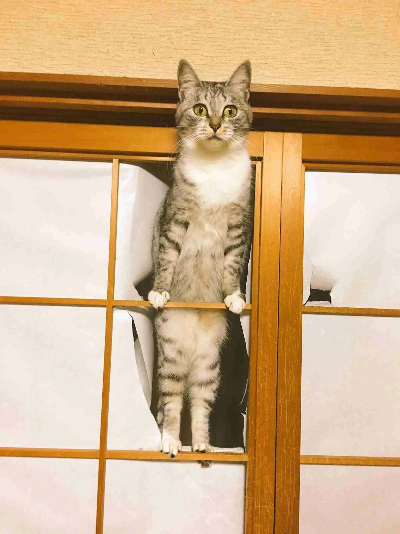 Кошка скребется в дверь. Японские двери сёдзи. кот и японские двери. коты и двери. дверь для кота.