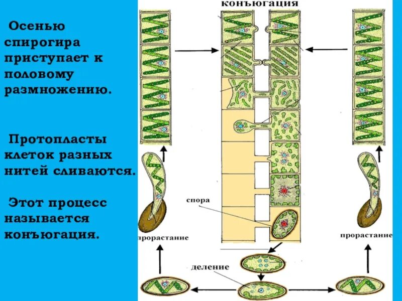 Спирогира половое. Цикл развития спирогиры схема. Размножение спирогиры схема. Конъюгация спирогиры схема. Многоклеточная нитчатая зелёная водоросль спирогира.