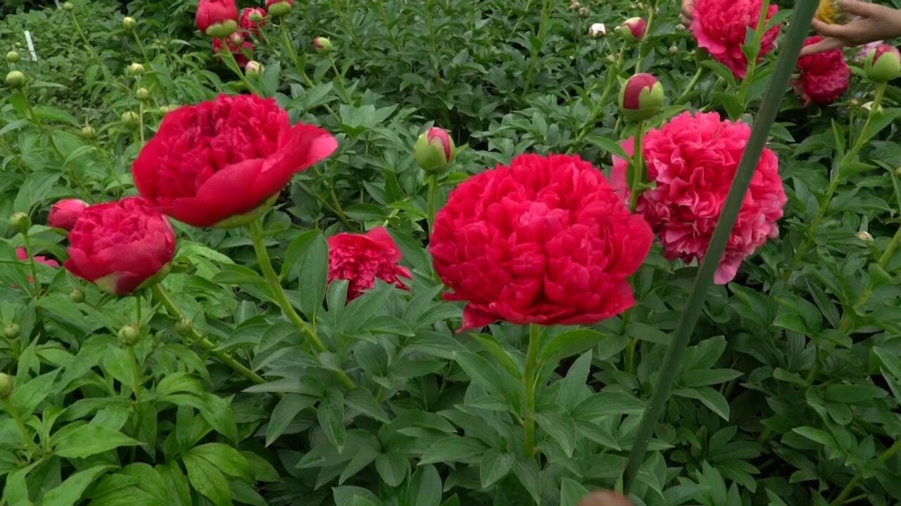 Пион Комманд Перфоманс 1 шт. - купить саженцы в питомнике "КСП" с доставкой по Р