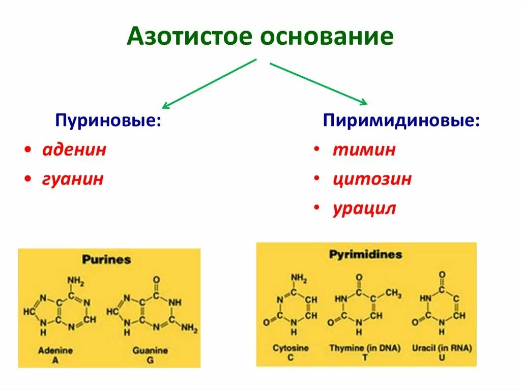 Основание различия. Пуриновые и пиримидиновые основания. Азотистое основание аденин формула. Азотистые основания пуриновые и пиримидиновые. Азотистое основание Адениниа.