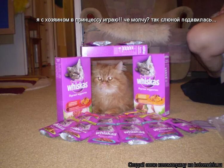 смешные картинки с подписями. вискас мем. как зовут хозяина денжи. уже вечерело солнце скрылось за небольшую. забавные собаки с надписями.