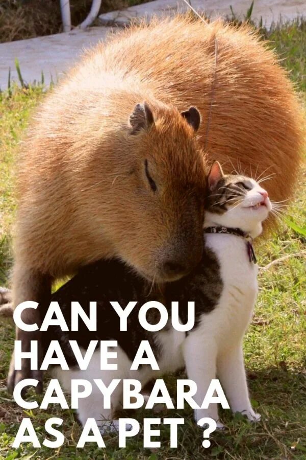 My pets capybaras. Капибара Кэтлин Роуз. Мексиканская капибара. Капибара ПЭТ. Капибара и человек.