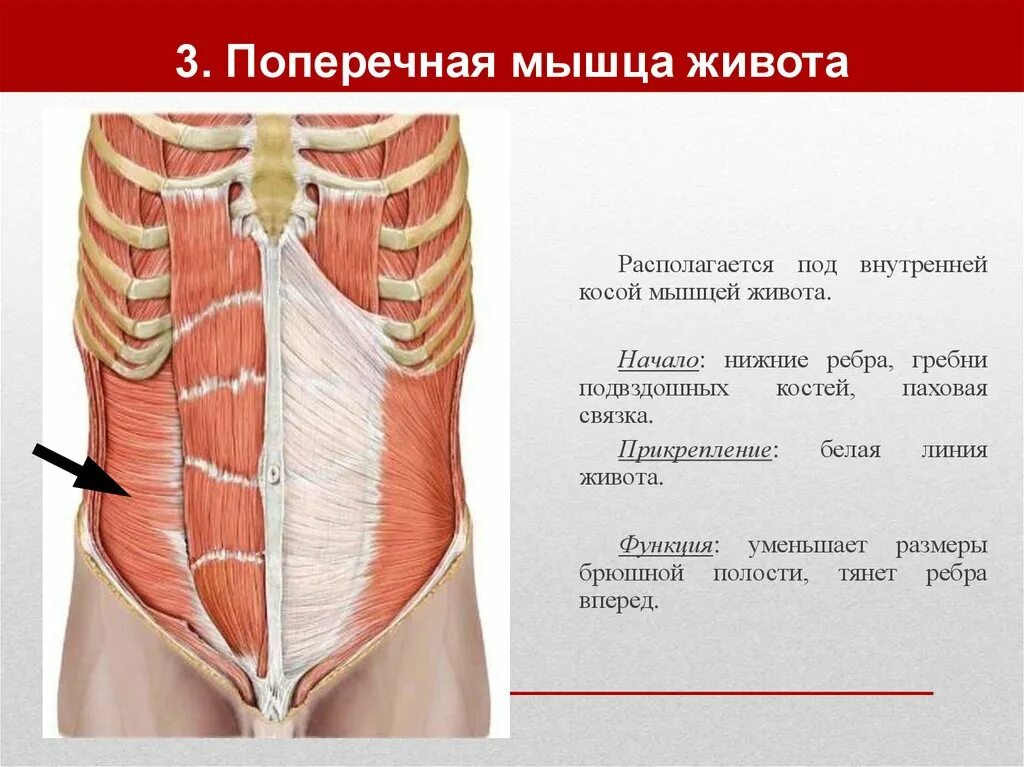Верхнюю прямую мышцу