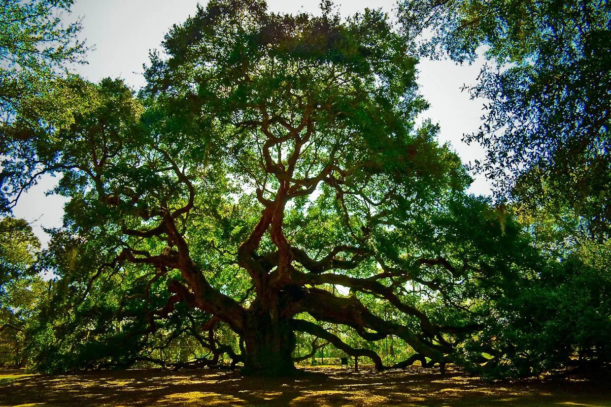 Old tree