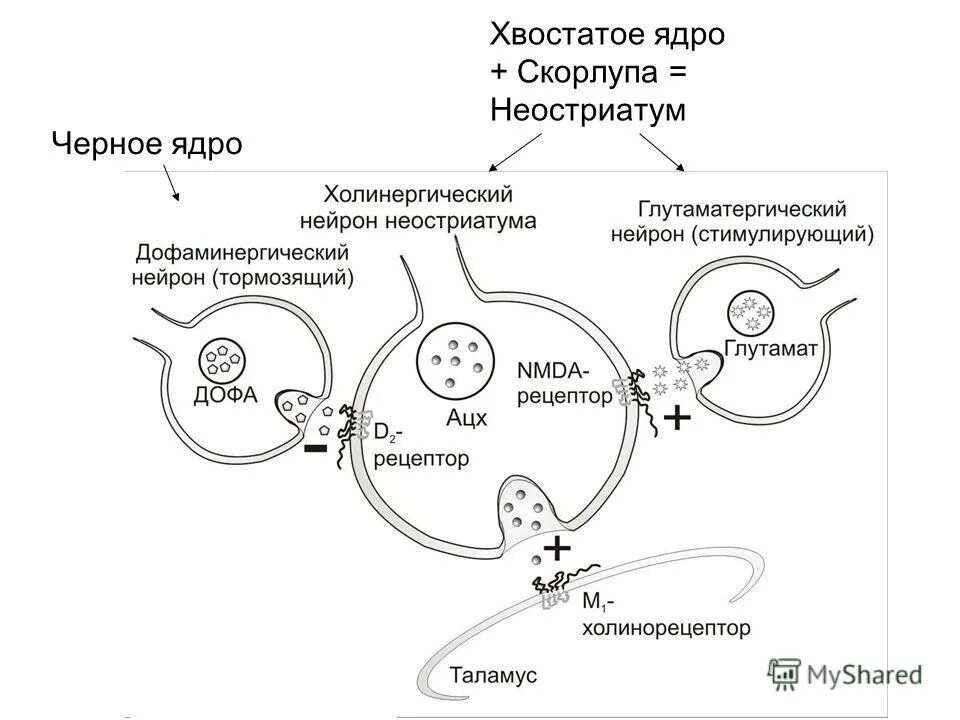 холинергические нейроны