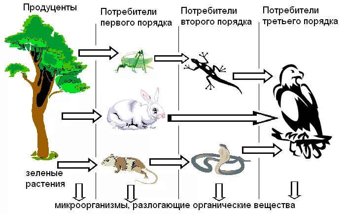 Трофические уровни экосистемы схема. Пищевая сеть леса схема. 5 Цепей питания 5 класс биология. Пищевая сеть схема биология. Роль организмов в биоценозе