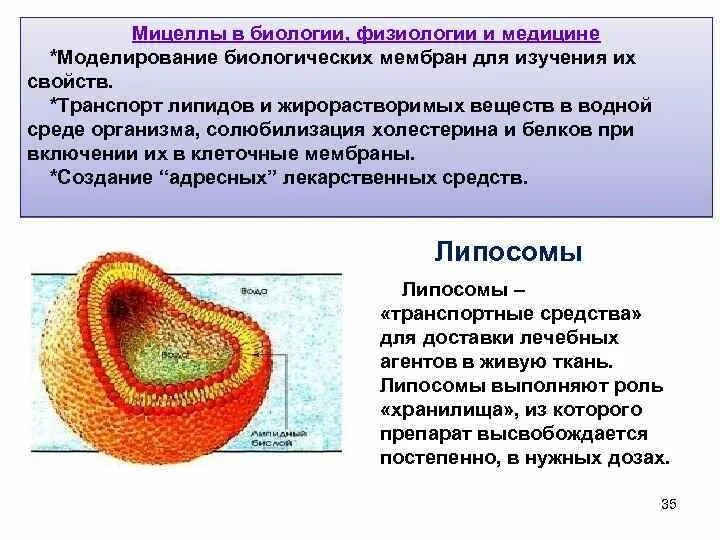 Мицеллы. Мицеллы липидов. Мицеллы это в биологии. Строение мицеллы биохимия.