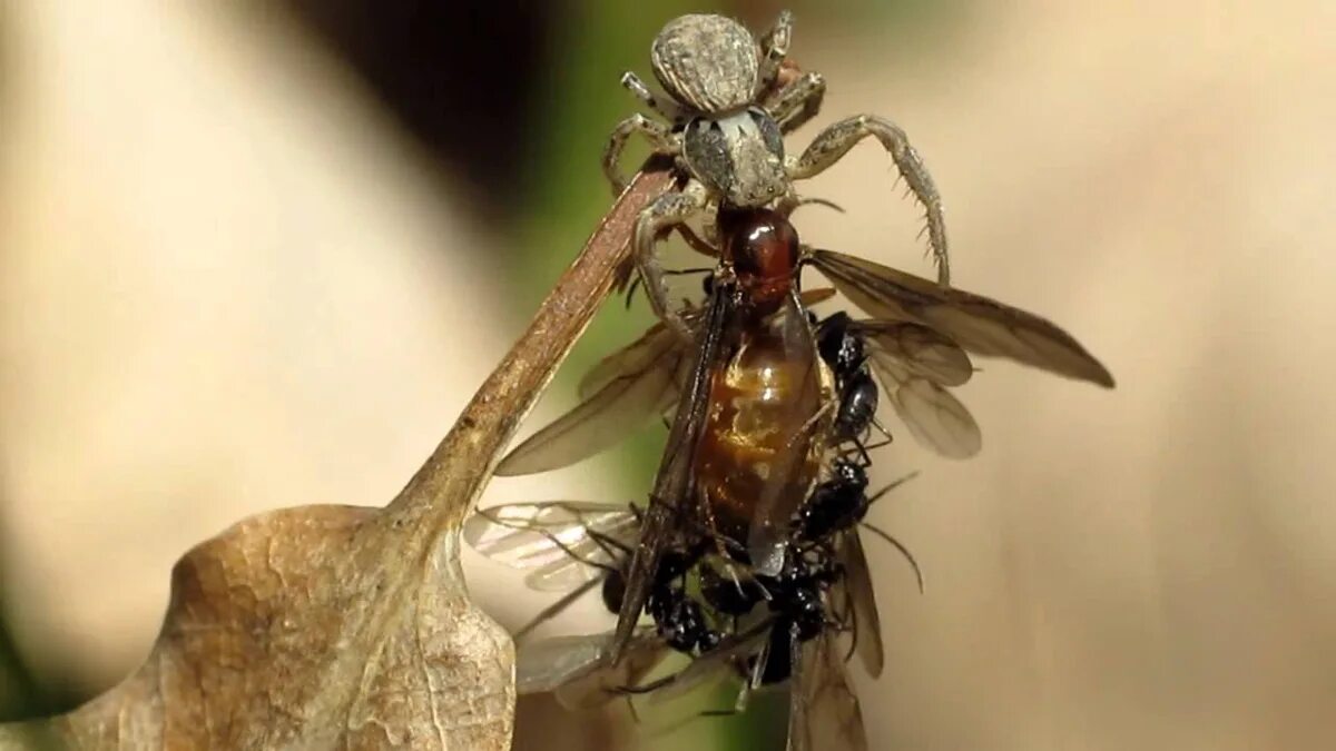 Prenolepis melanogaster муравьи. Муравьиная матка с крыльями. Крылатые муравьи. Насекомые похожие на муравьев с крыльями. Крылатых муравьев