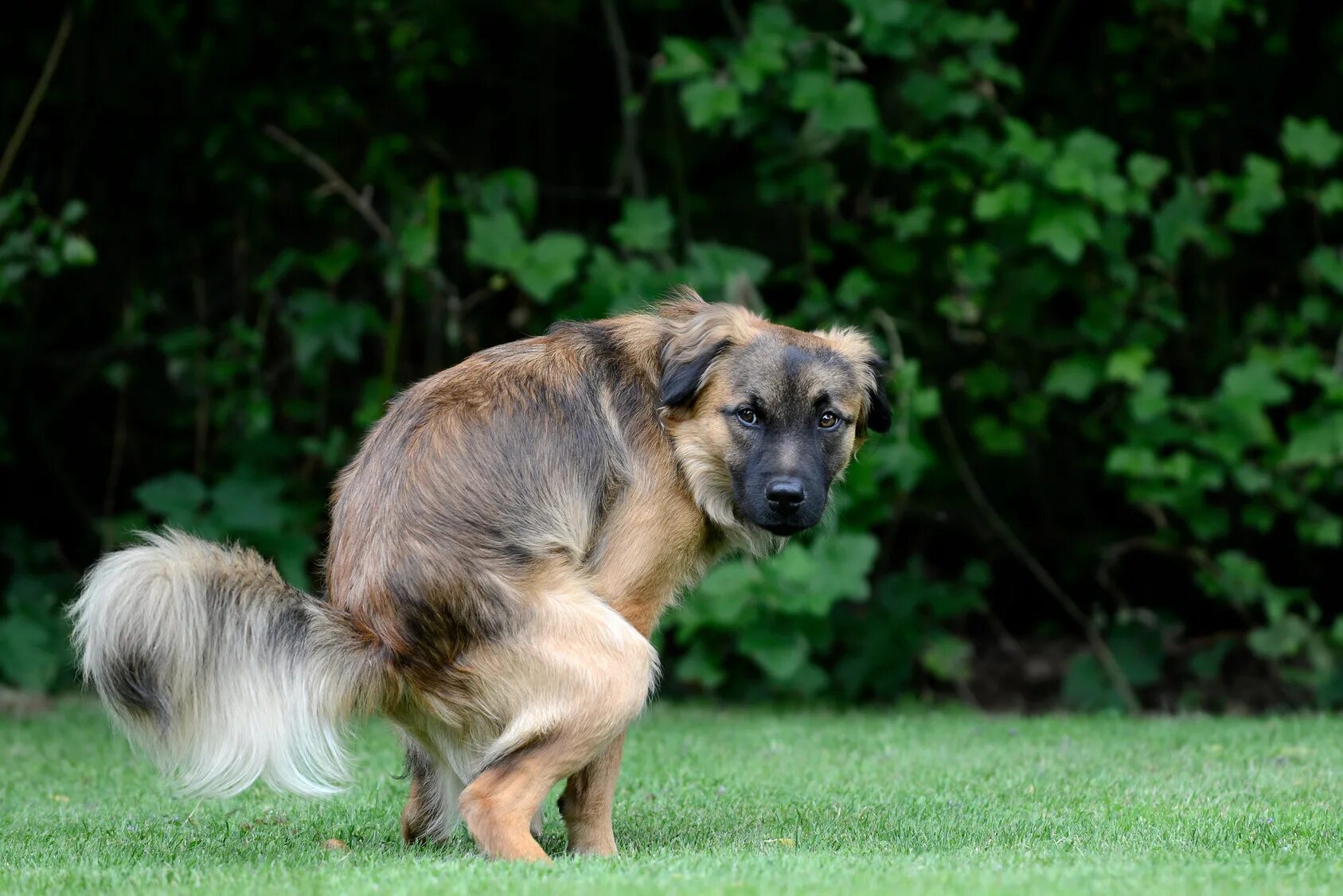 Dog piss. Голландская овчарка Квазимодо. Собака какает.