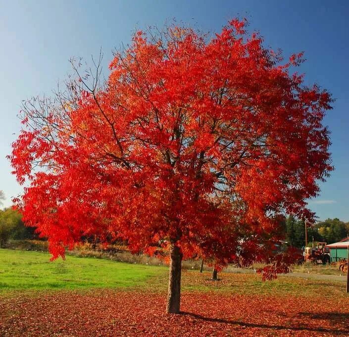 Tree 18