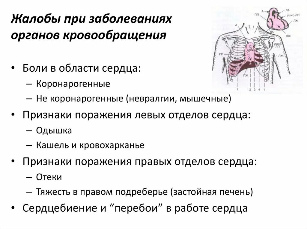 Жалобы при заболеваниях органов кровообращения. Симптомы заболевания органов кровообращения. Симптомы при заболеваниях органов кровообращения. Основные симптомы при заболеваниях органов кровообращения.