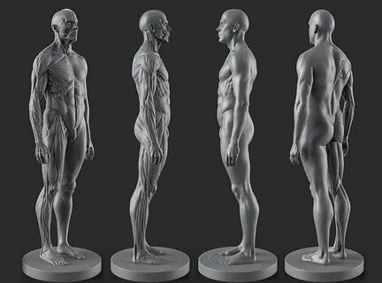 Anatomy for artists