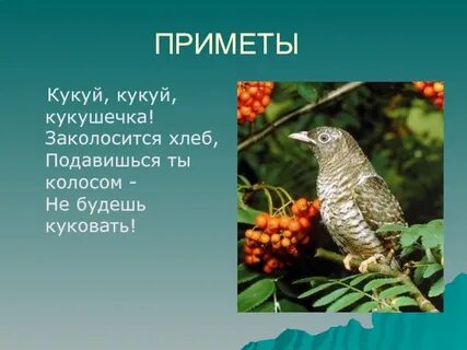 Как писатель относится к кукушке