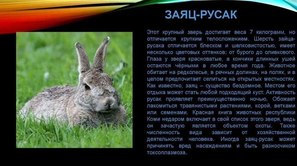 Заяц русак потомство. Гнездо зайца. Откуда появились зайцы. Заяц русак с зайчатами. Заяц в дикой природе.
