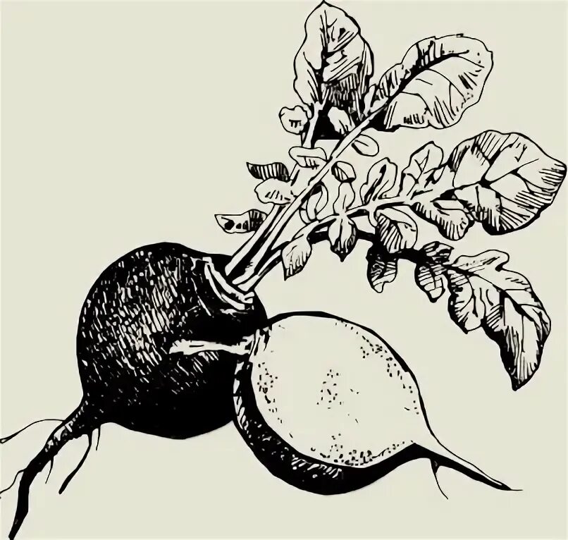 Редька раскраска для детей. Свекла раскраска для детей. Редис раскраска для детей. Корнеплод редьки. Редька на прозрачном фоне.