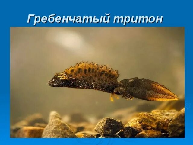 Гребенчатый тритон развитие прямое. Гребенчатый тритон. гребенчатый тритон красная книга. скелет тритона гребенчатого. гребенчатый тритон проект.