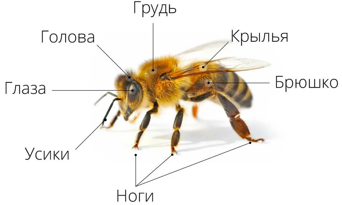 Внешнее строение пчелы. Анатомия пчелы медоносной. Строение тела пчелы медоносной. Внешнее строение насекомого пчела.
