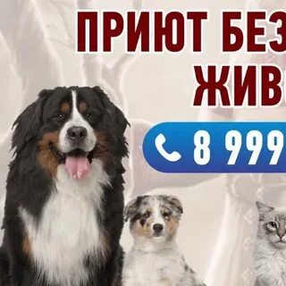 Вега 2024