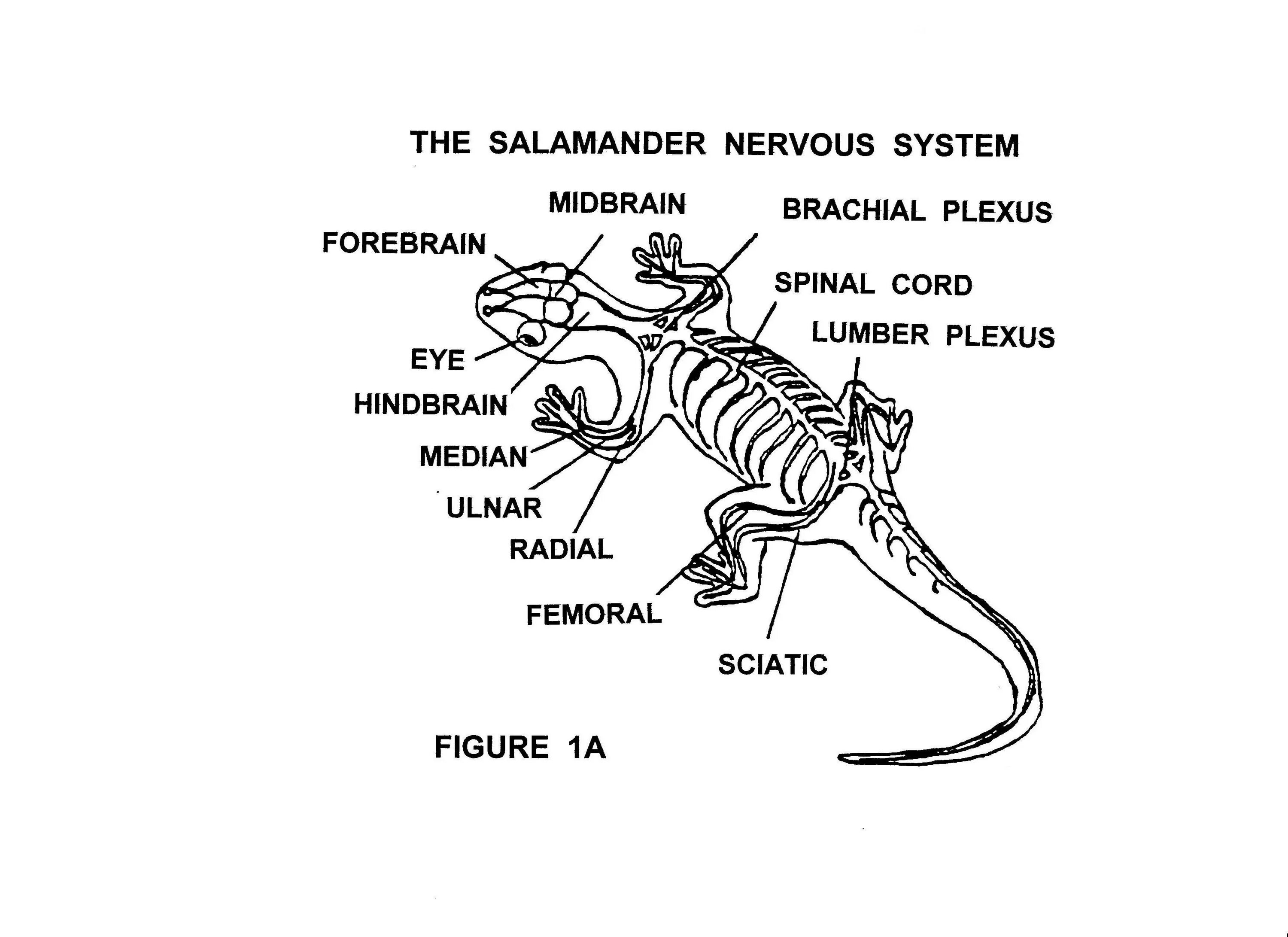 Опорная система рептилий. Внутреннее строение огненной Саламандры. Строение Саламандры скелет. Внешнее строение Саламандры. Внутреннее строение Саламандры скелет.