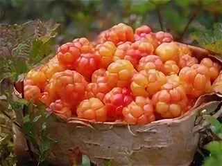 Карельский музей морошки добродеда и карелочка