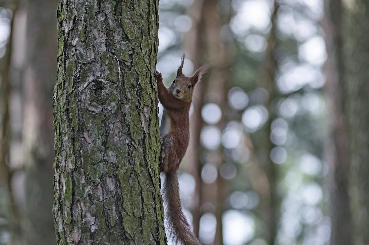 белка на сосне. желтогорлая белка. белка на сосне. звери в лесу. белка на дереве.
