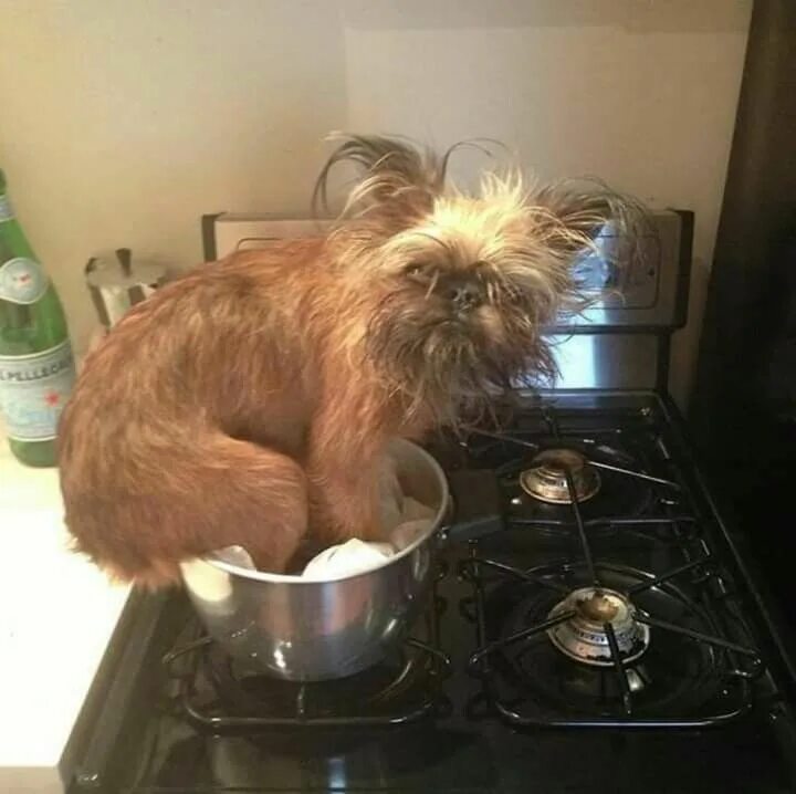 Пока нет животных. Пока нет животных