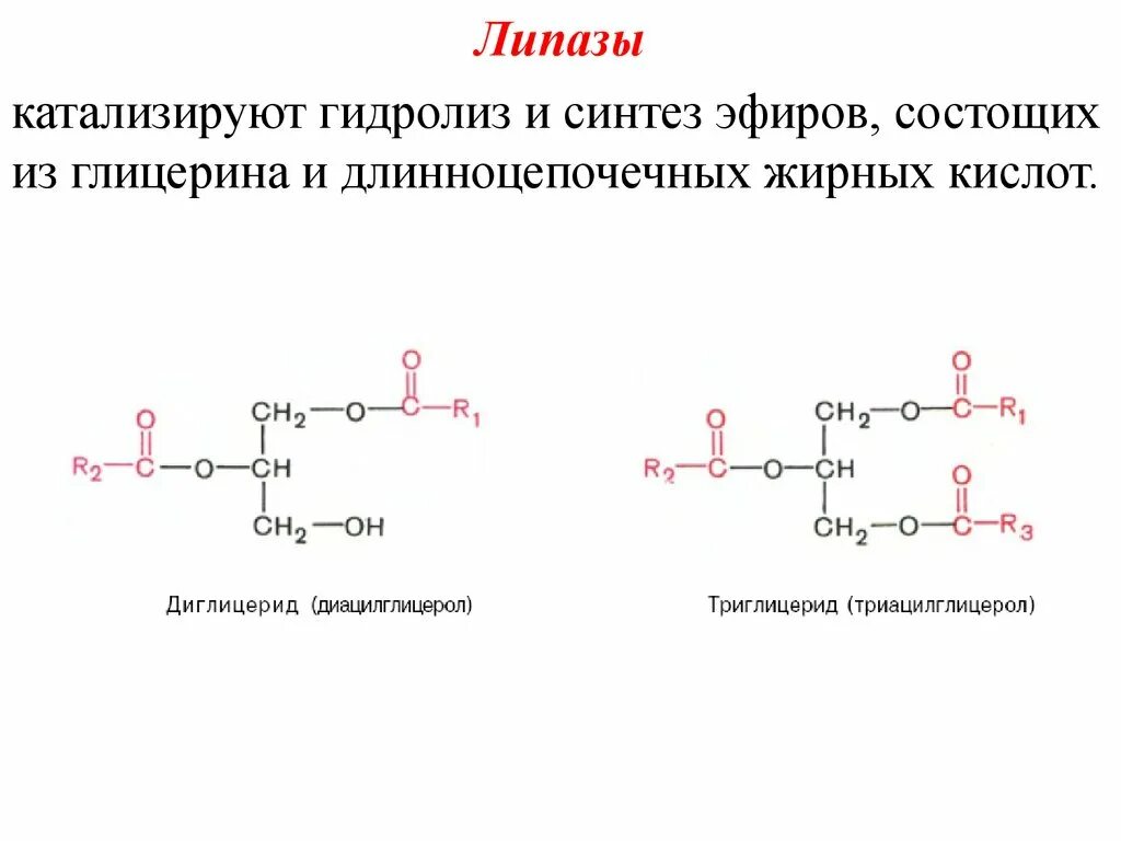 Гидролиз жиров ферменты. Липаза химическая формула. Какие реакции катализирует липаза. Липаза фермент формула. Липаза катализирует реакцию.