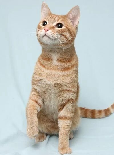 кот 10 месяцев. кот 10 месяцев. 10 котов. лиловый британец чистокровный. лиловый кот британец.