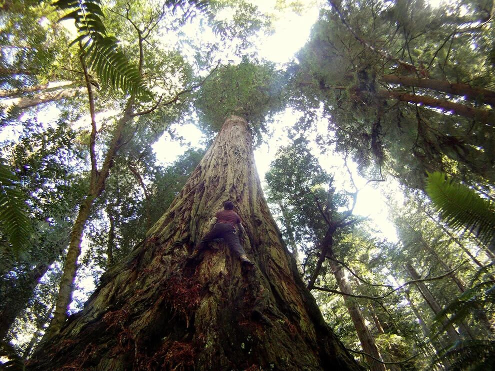 Роща секвой Калифорнии. Роща Секвойя Северная Америка. California giant Redwood Trees. Секвойя и динозавры.