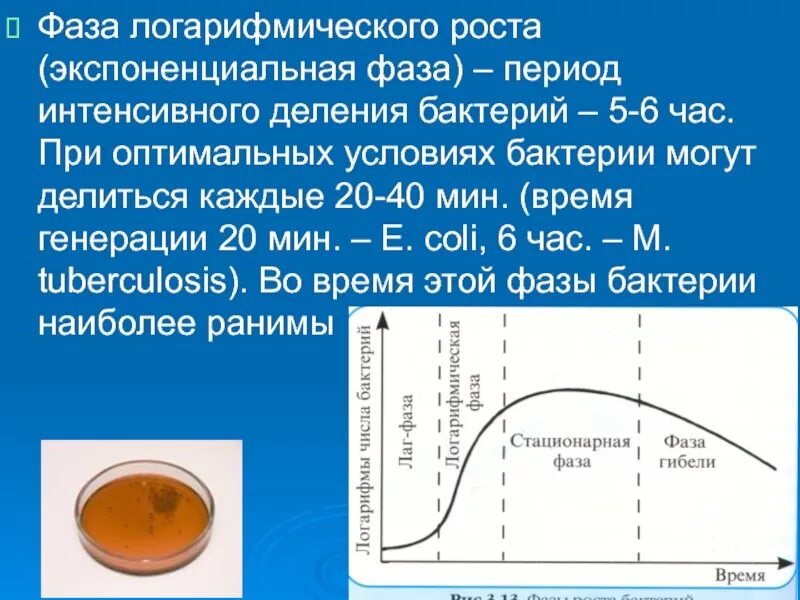 Фазы роста бактерий. Логарифмическая фаза роста микроорганизмов. экспоненциальная фаза роста бактерий. стадии роста бактериальной культуры логарифмическая фаза. фазы роста микроорганизмов.