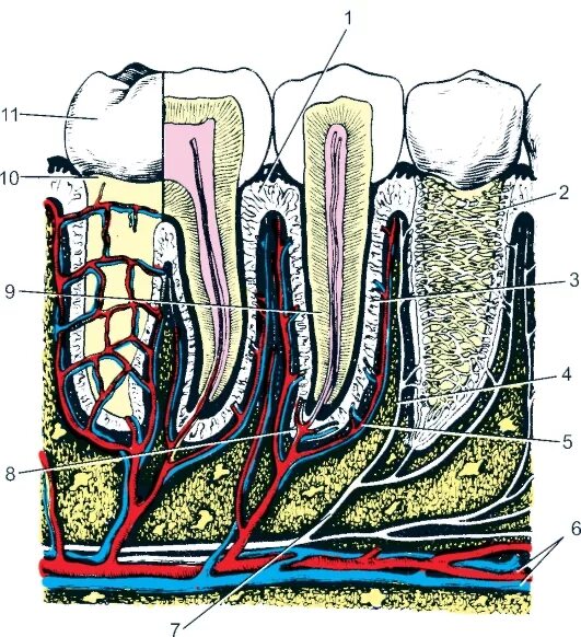 Кровоснабжение пульпы зуба. Альвеолярные гребешковые волокна периодонта. Иннервация пульпы зуба. Зубная альвеола это анатомия.