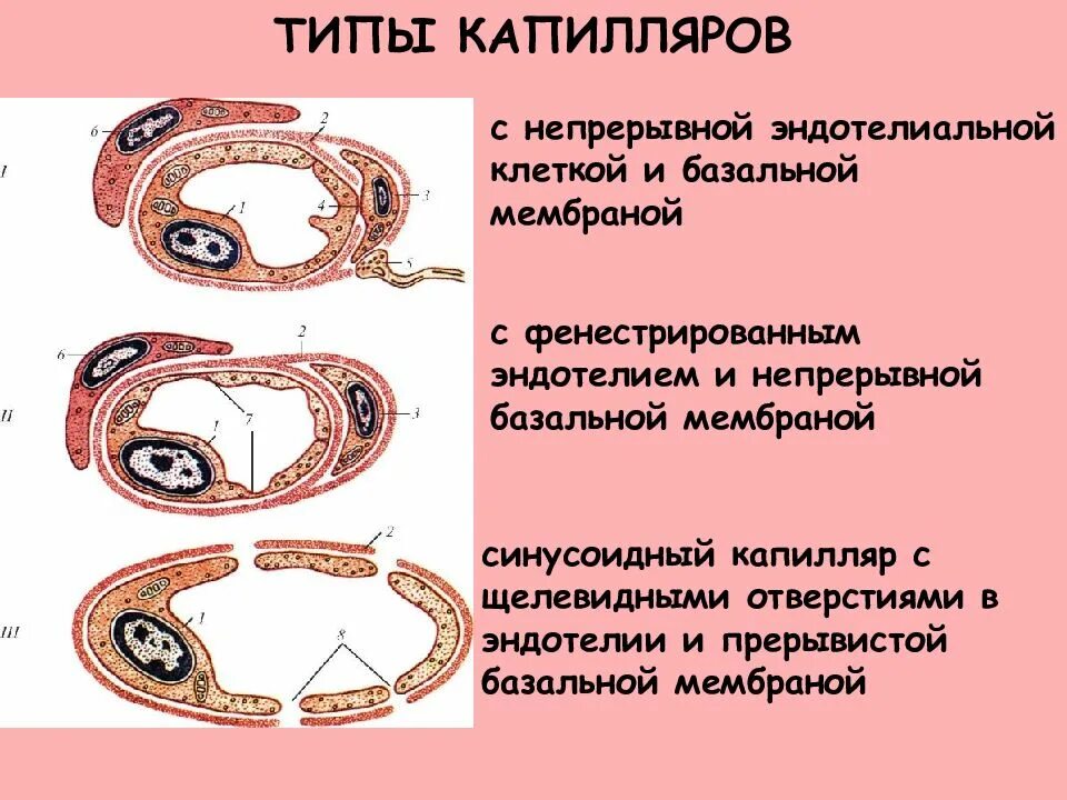 Какие функции капилляров. Фенистрированный капиляр гистология. капилляры с непрерывной эндотелиальной выстилкой. типы капилляров. капилляры фенестрированного типа.