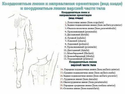 Задняя подмышечная линия