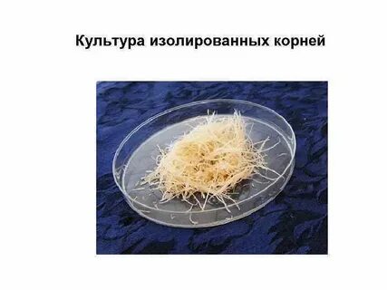 Культурно корень
