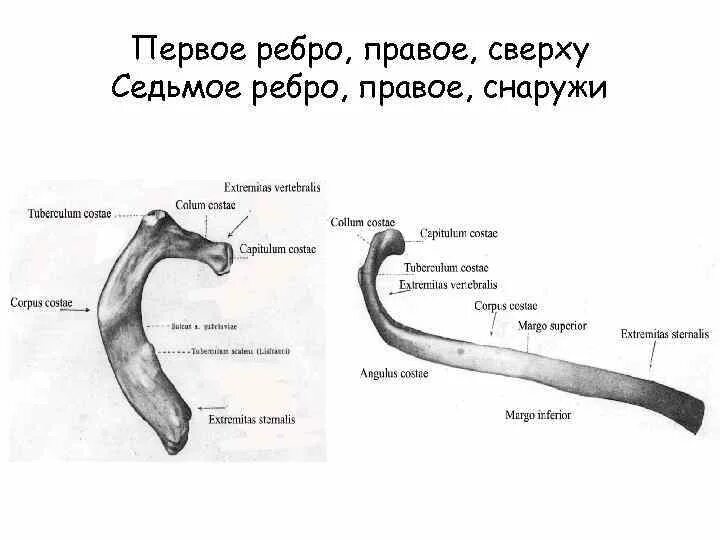 Рёбра человека строение рисунок. Строение ребра анатомия. Первое ребро анатомия рисунок. Строение 7 ребра.