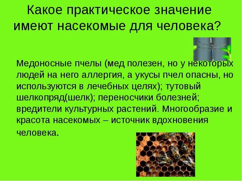 Значение имеет не только ее. Какое практическое значение. практическое значение экологии насекомых. многообразие и значение насекомых. какое практическое значение они имеют.