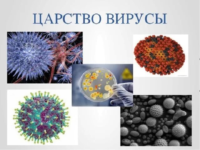 Представители вирусов 5 класс биология. Царства живой природы вирусы. Царство вирусов 5 класс. Вирусы в природе. Царства вирусы биология.