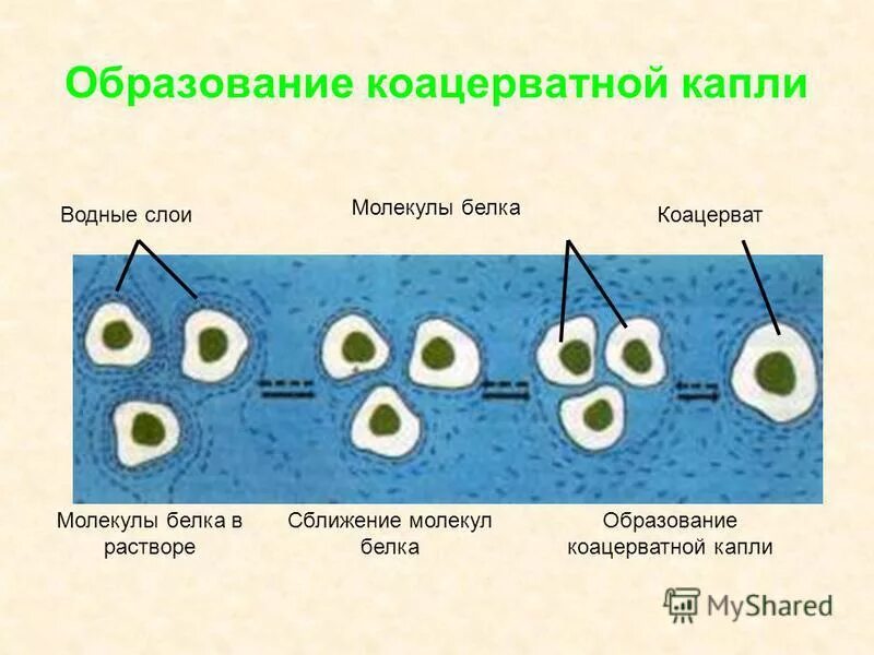 Коацерваты пробионты первичный бульон. Образование коацерватов. Коацерваты пробионты первичный бульон. Появление коацерватов. Зарождение жизни на земле коацерваты\.