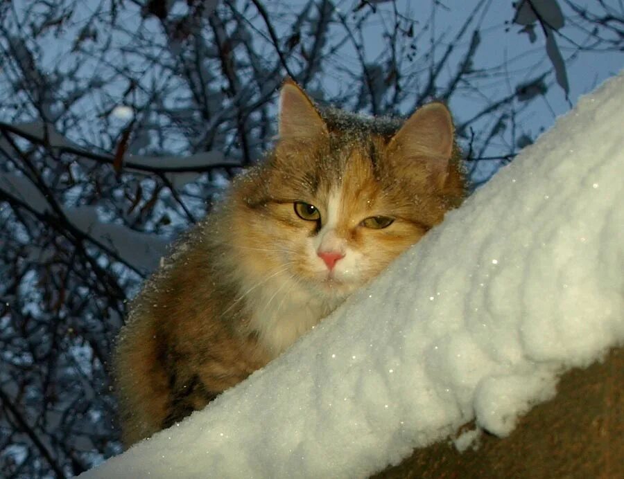 Кот зимой на улице. Кот и холод. Кот Мороз. Котик на морозе. Почему там тепло