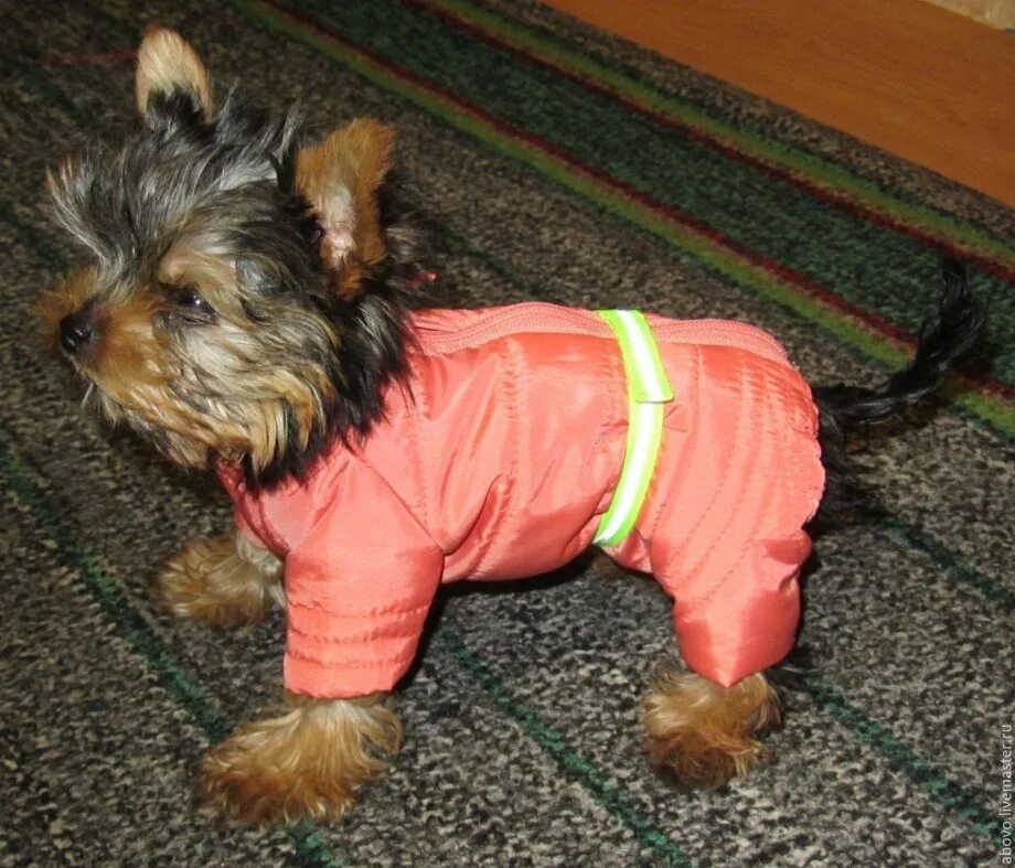 Йоркширский терьер в одежде. Йоркширский терьер мини мальчик. Йорки мини одежда. Терьер мини йоркширский в одежке. Йоркширский терьер стандарт.
