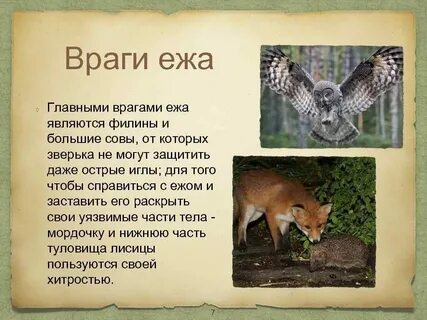 Какие животные являются естественными врагами ежей