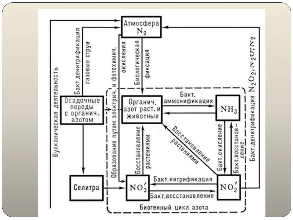 Аммонификация азота. Аммонификация в круговороте азота. Аммонификация схема. Механизмы аммонификации. Аммонификация
