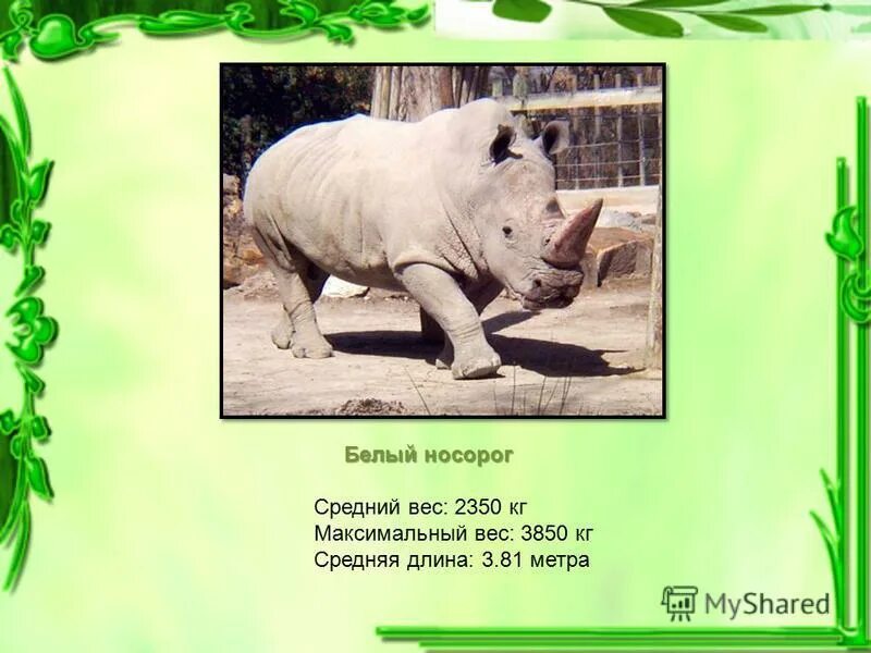 Носорог вес. Носорог весит 4кн какова его масса. Мопед рига 16 весит 490 н какова его. Предложение про носорога. Носорог.