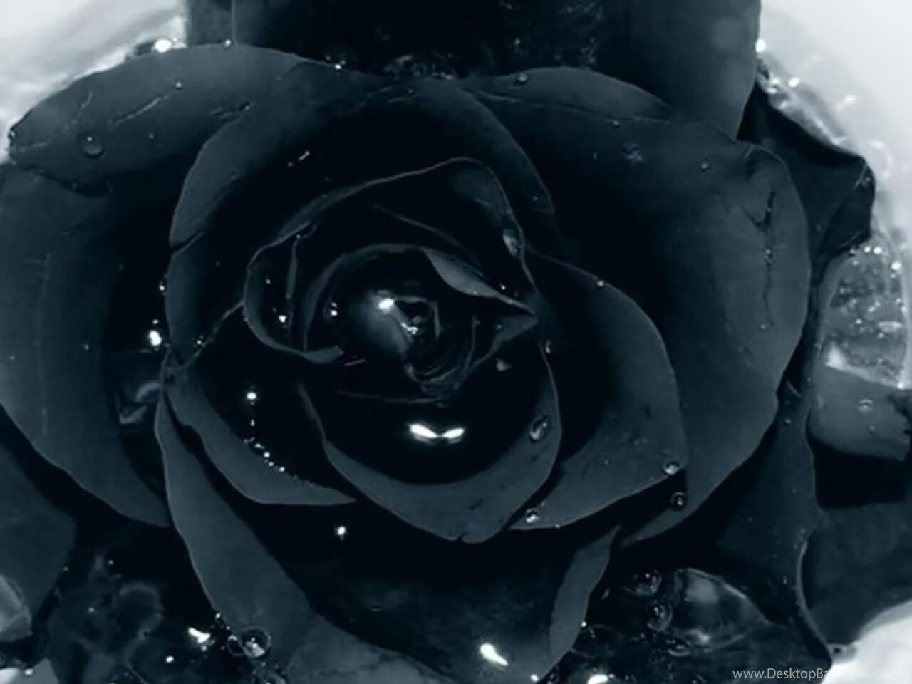 Черная розочка. Черные розы Халфети. Красивый черный цвет. Чёрные розы в снегу.