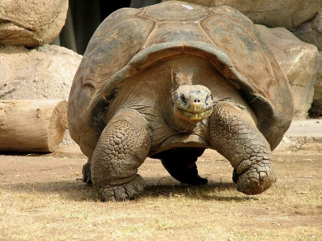 Гигантская сухопутная черепаха. Галапагосская слоновая черепаха. Слоновая черепаха Сухопутные черепахи. Сухопутная черепаха Галапагосы. Как выглядит слоновая